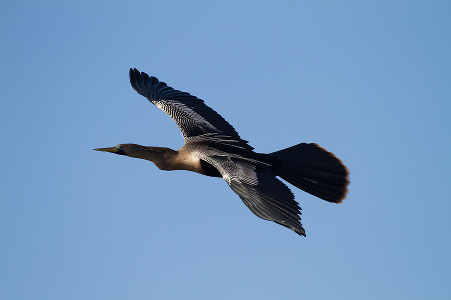 Wildlife Photograph - Anhinga plane over the blue sky by Andres Leon