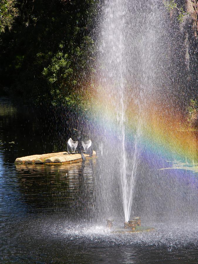 Anhinga Rainbow 2 Photograph by Warren Thompson