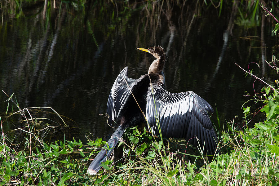 Anhinga resting Photograph by Agnes Caruso