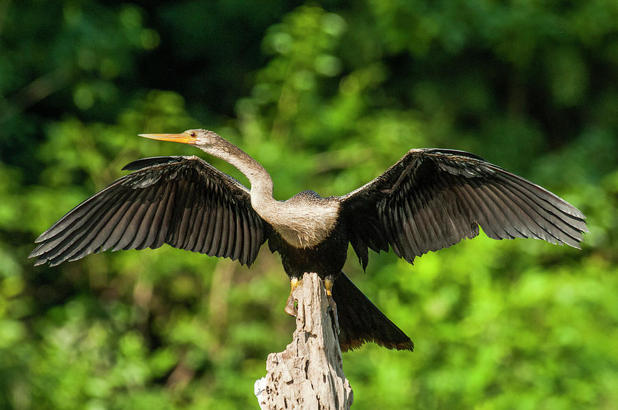 Anhinga Spreading Wings In Mamiraua Photograph by Vitor Marigo | Fine ...