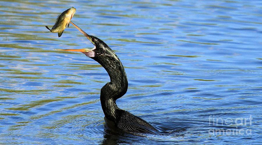 Everglades National Park Photograph - Anhinga Volley by Adam Jewell