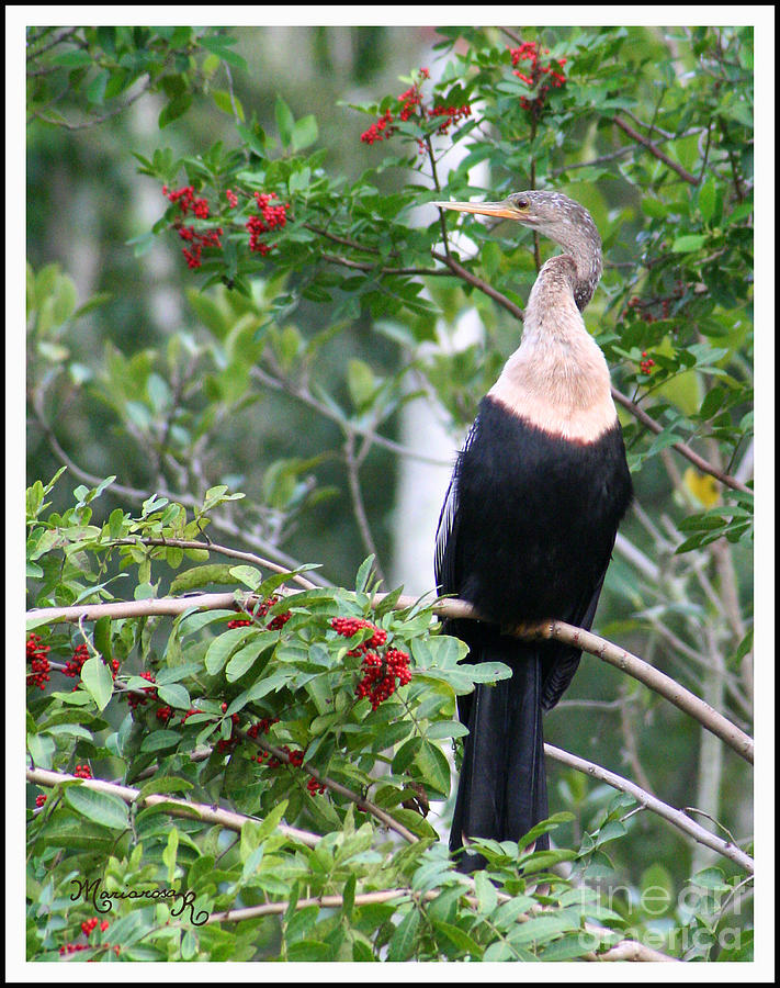 Anhinga With Red Berries Photograph by Mariarosa Rockefeller