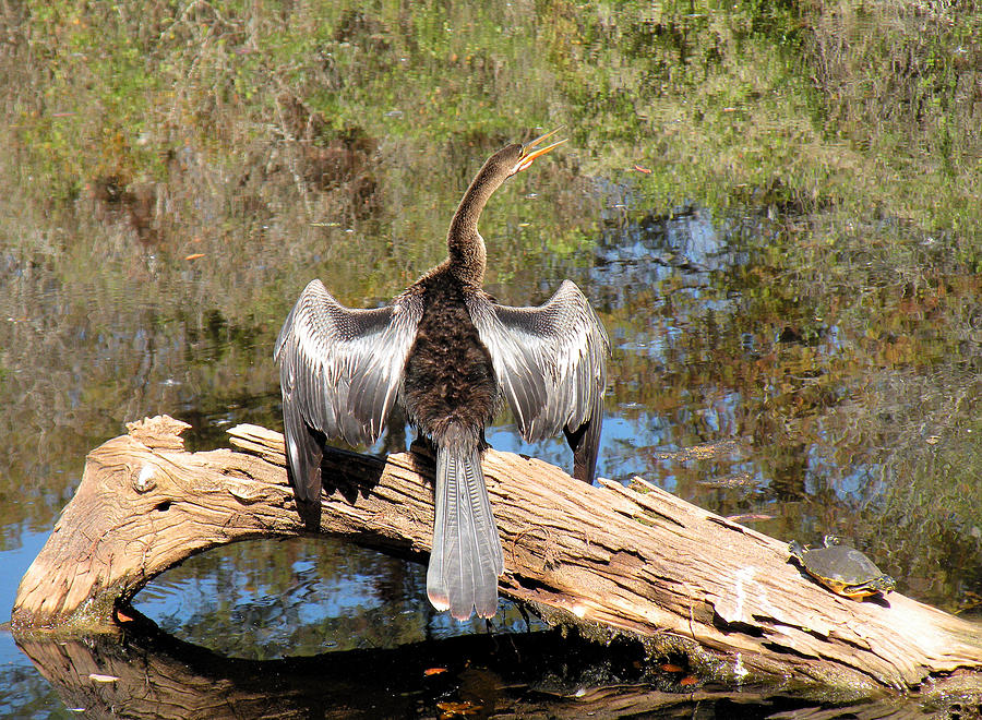 Anhinga with Silver Feathers Photograph by Rosalie Scanlon