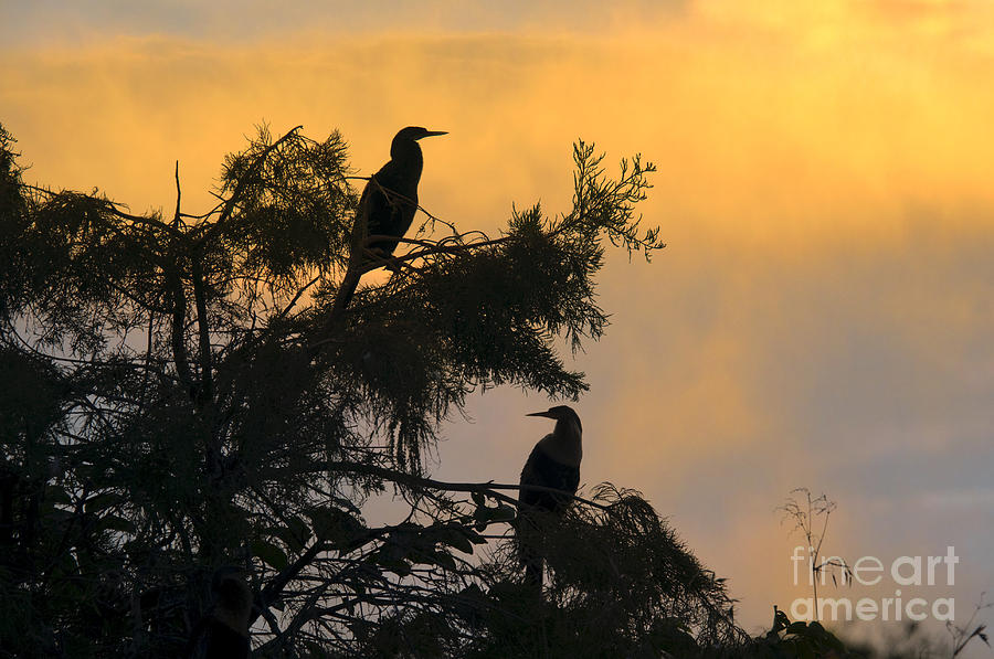 Anhingas Photograph by Mark Newman