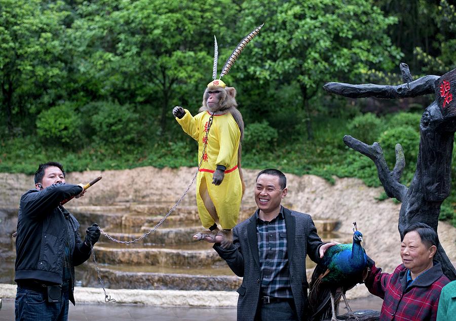 Animal Abuse In A Chinese Zoo Photograph by Tony Camacho | Fine Art America