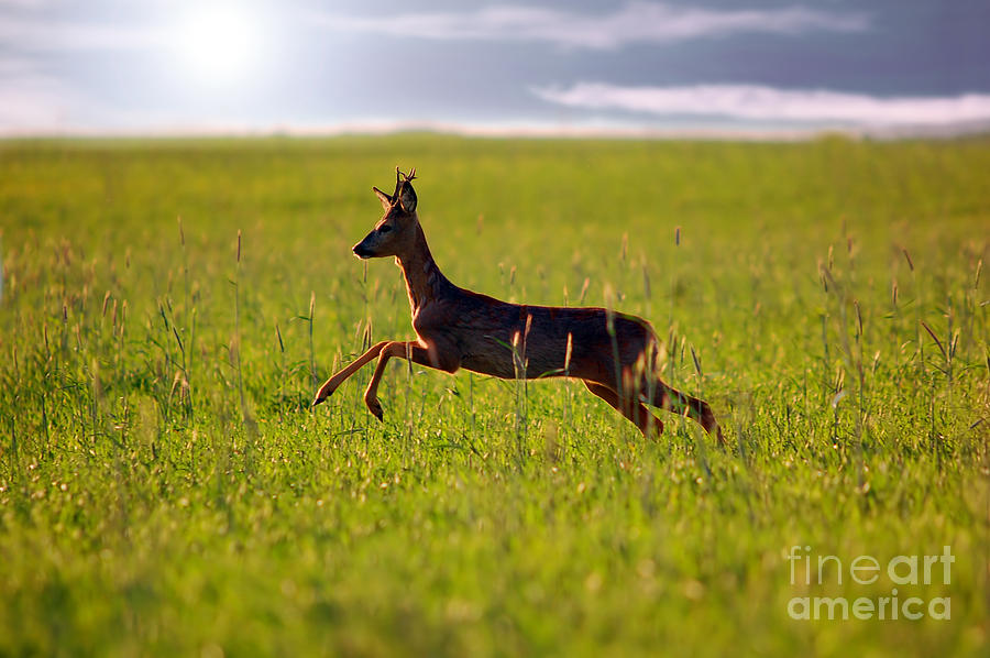 Animal background. Roe-deer Photograph by Michal Bednarek