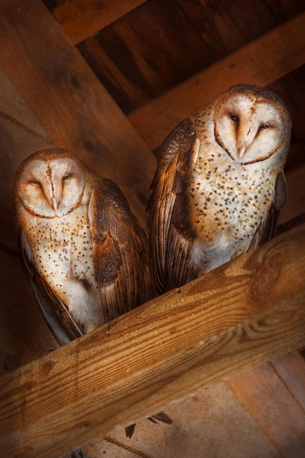 Animal - Bird - A couple of barn owls Photograph by Mike Savad
