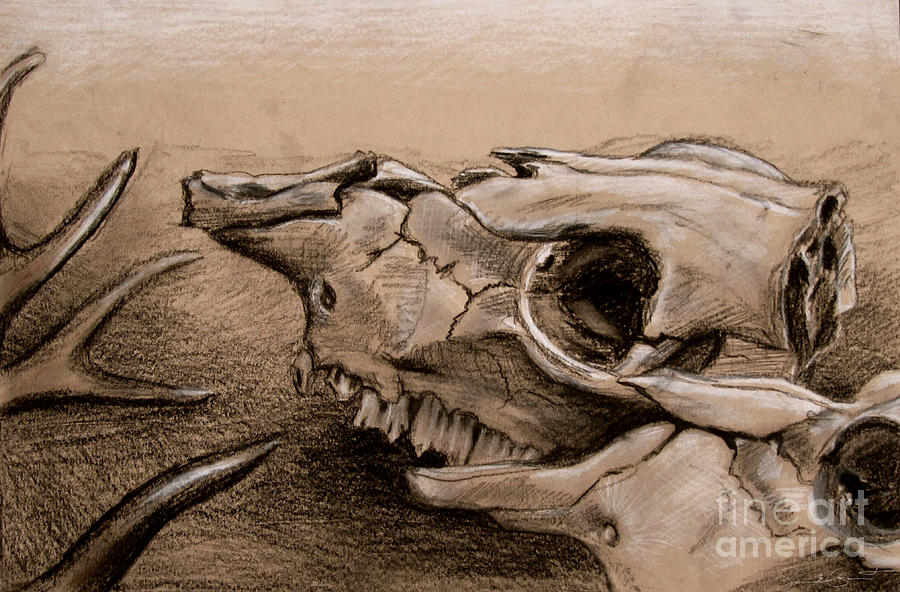 Animal Bones Drawing by Samantha Geernaert - Fine Art America