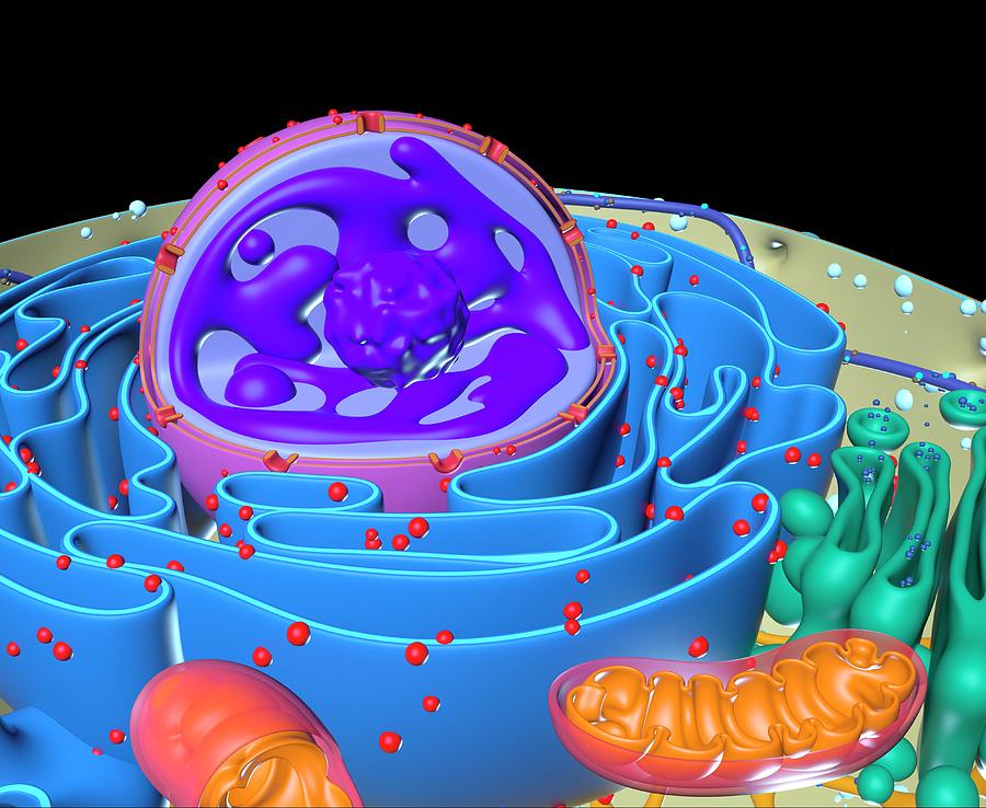 Animal Cell Photograph by Alfred Pasieka/science Photo Library