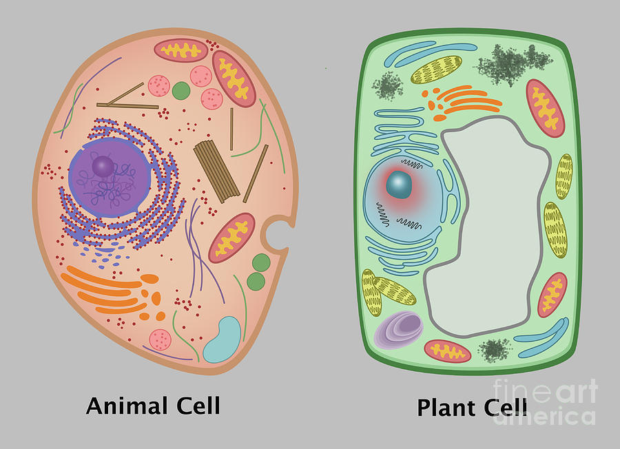 Animal Cell And Plant Cell Photograph by Gwen Shockey