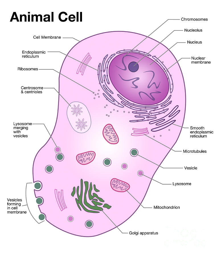 Animal Cell Diagram Photograph by Spencer Sutton