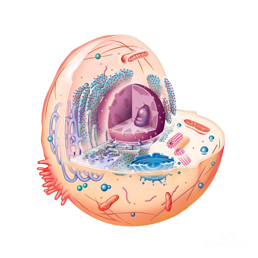 Animal Cell Illustration Photograph by Carlyn Iverson