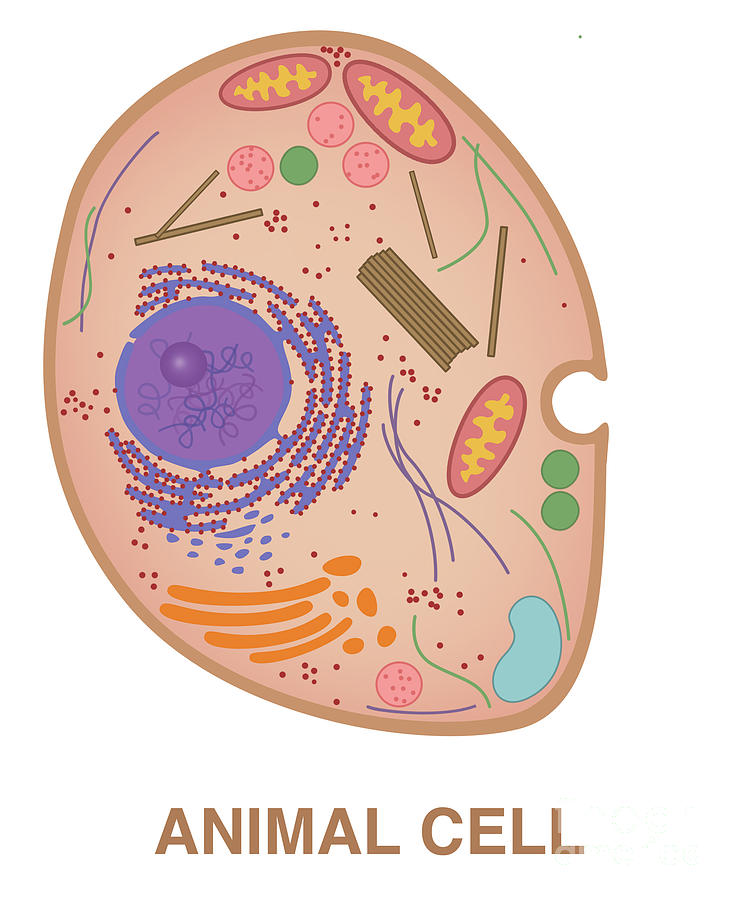Animal Cell, Illustration Photograph by Gwen Shockey