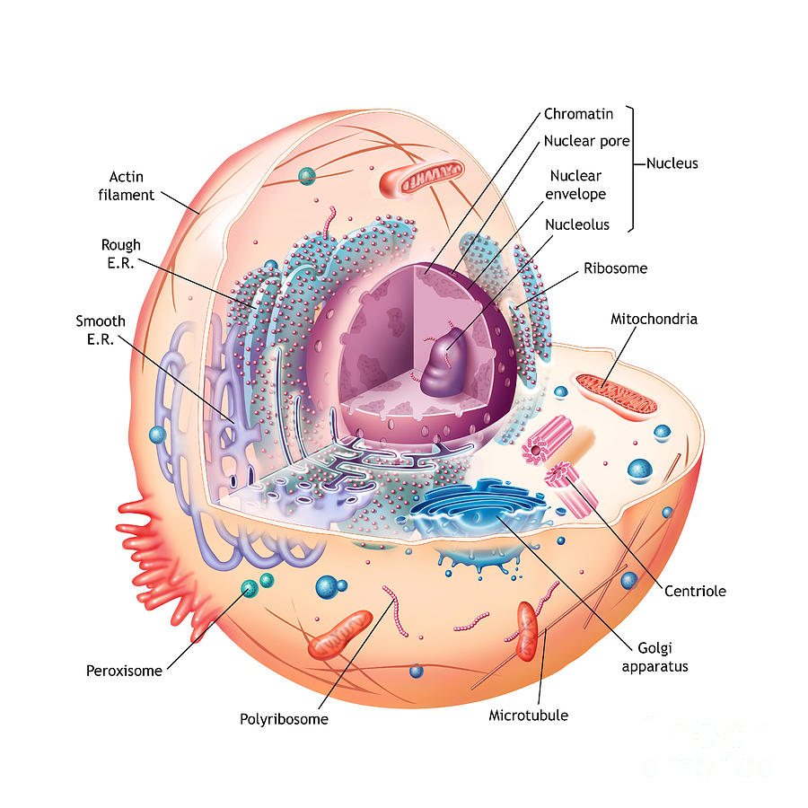 Animal Cell Illustration Labeled Photograph by Carlyn Iverson