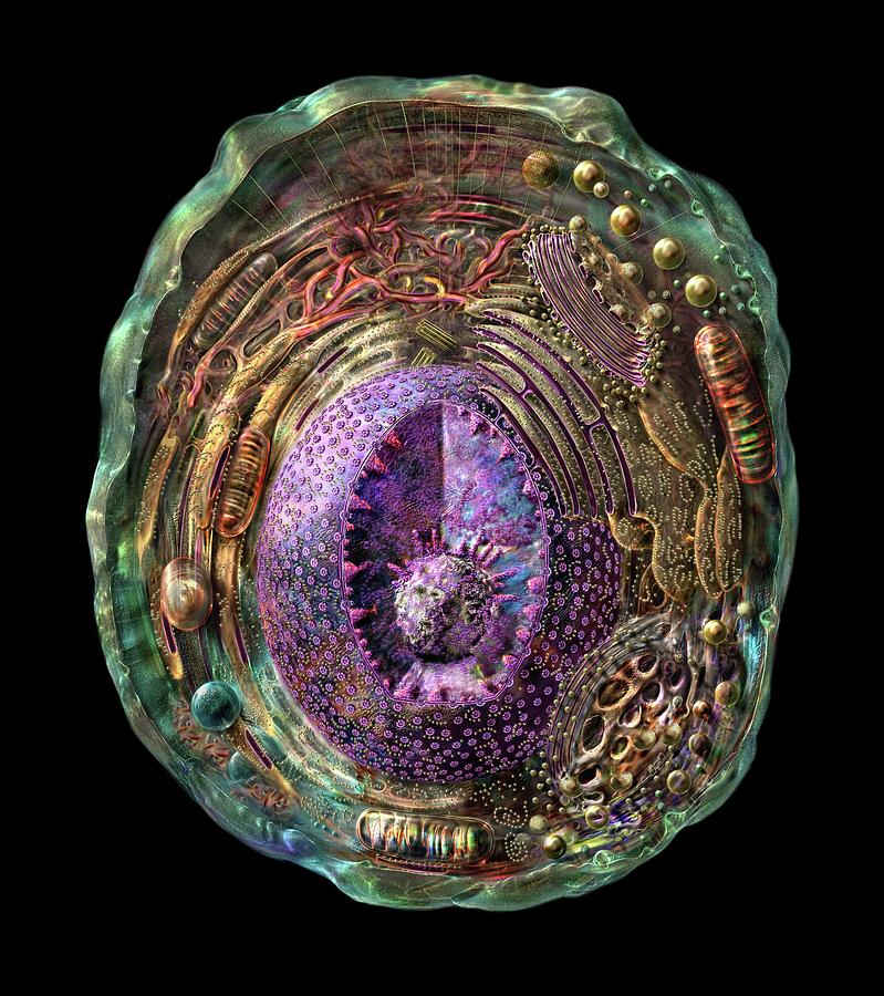 Animal Cell Photograph by Russell Kightley/science Photo Library