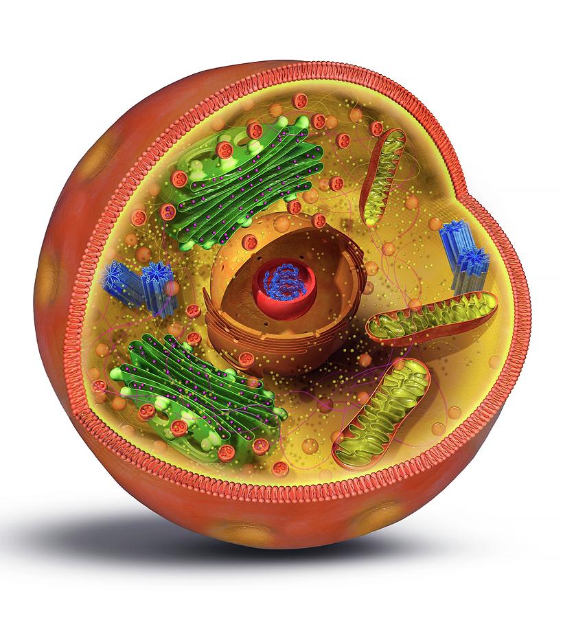 Animal Cell Structure Photograph by Claus Lunau/science 