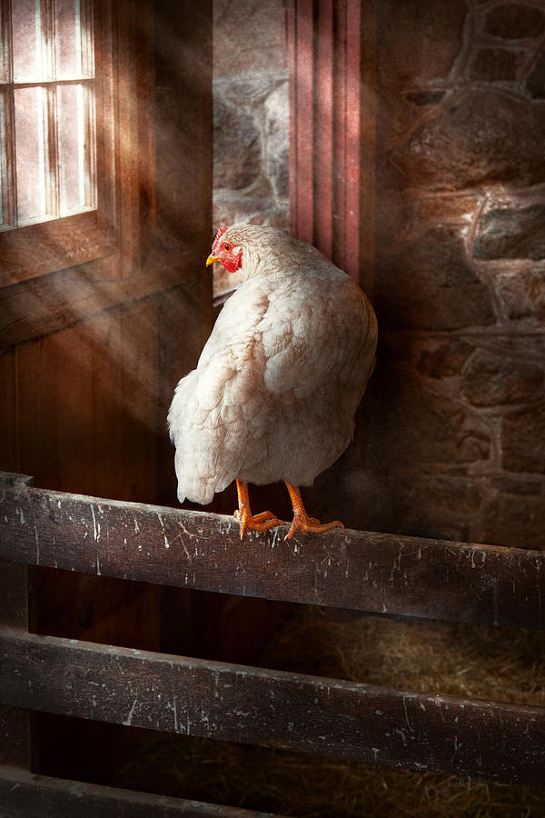 Bird Photograph - Animal - Chicken - Lost in thought by Mike Savad