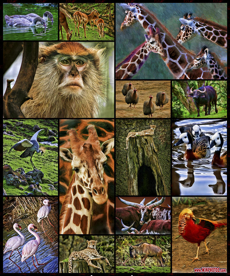 Animal Collage Photograph by Blake Richards | Fine Art America