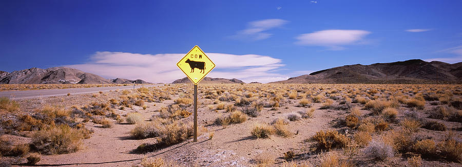 Animal Crossing Sign At A Road Side Photograph by Animal Images - Fine