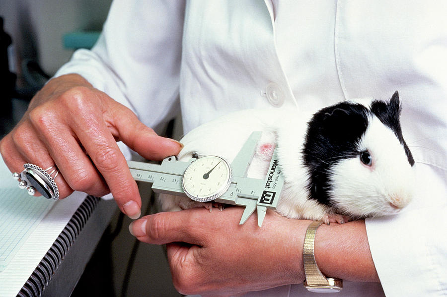 Animal Experimentation Photograph by Linda Bartlett, National Cancer  Institute/science Library - Fine Art America