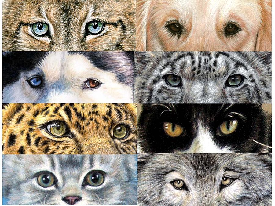 Animal Eyes Drawing by Nicole Zeug Fine Art America