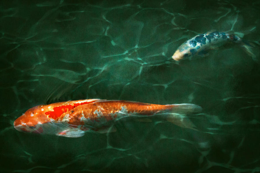 Animal - Fish - Koi - Another fish story Photograph by Mike Savad