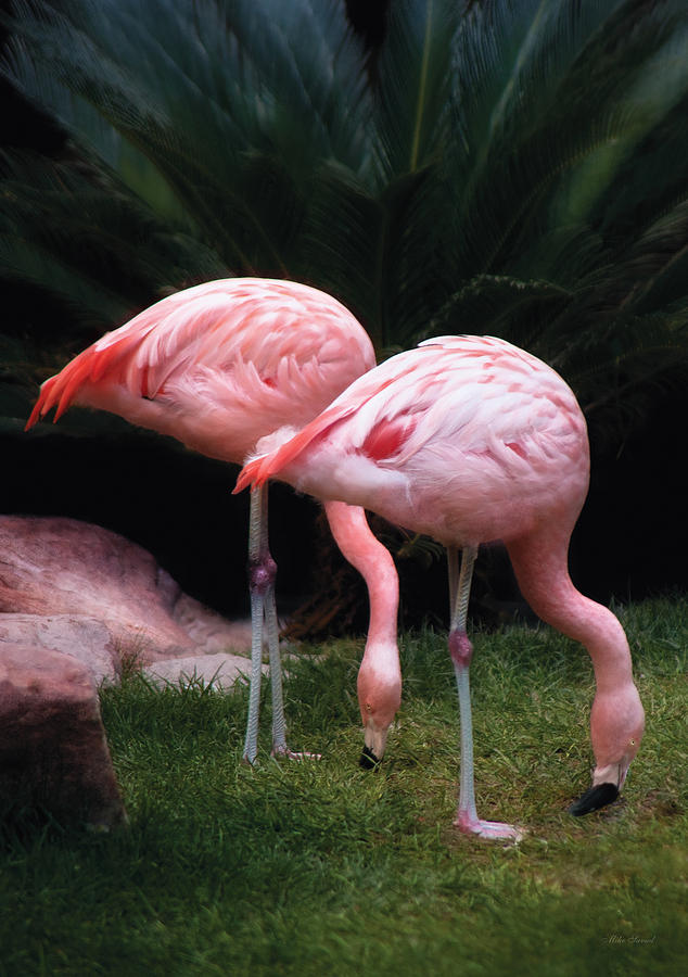Animal - Flamingo - A set of Flamingoes Photograph by Mike Savad