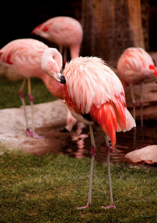 Animal - Flamingo - The Flamingo Photograph by Mike Savad