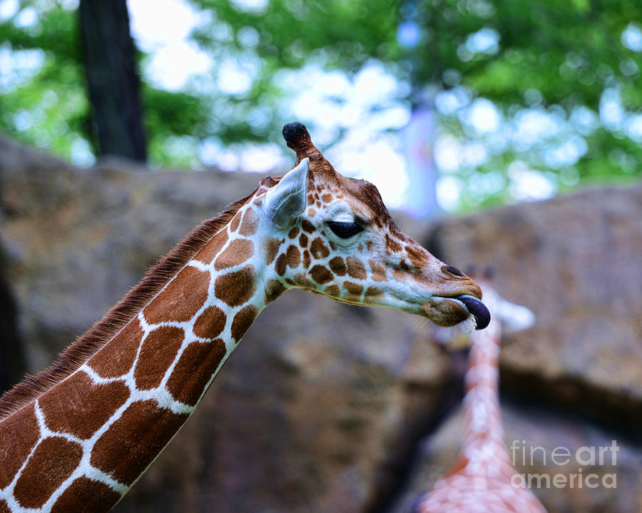 Nature Photograph - Animal - Giraffe - sticking out the tounge by Paul Ward