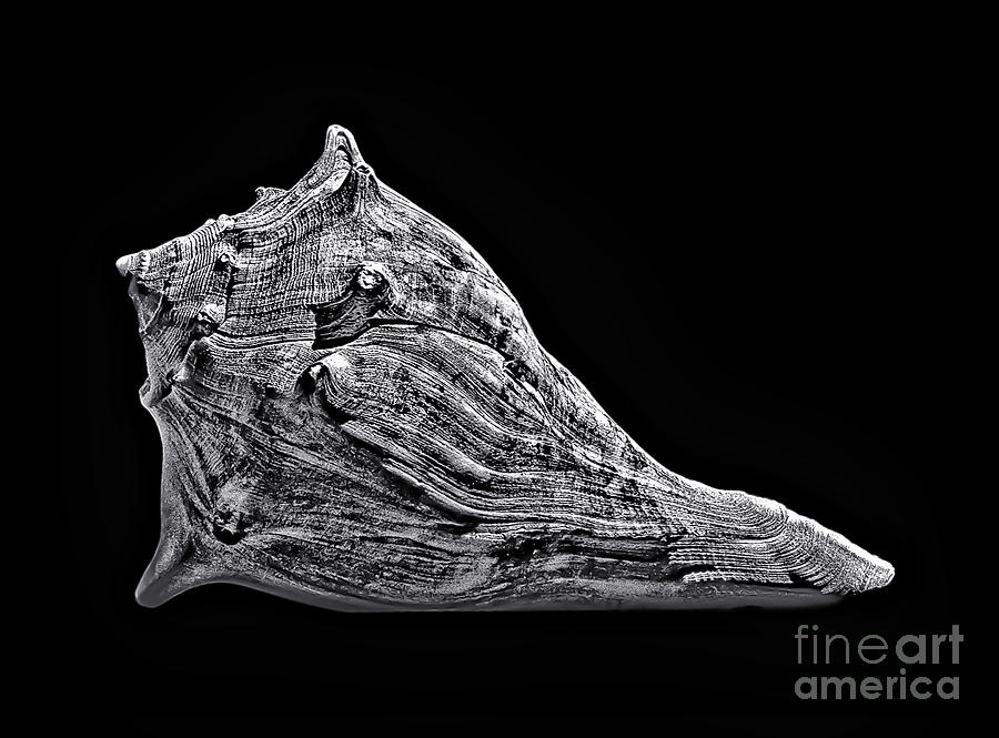 Animal Head Sea Shell Photograph by Walt Foegelle