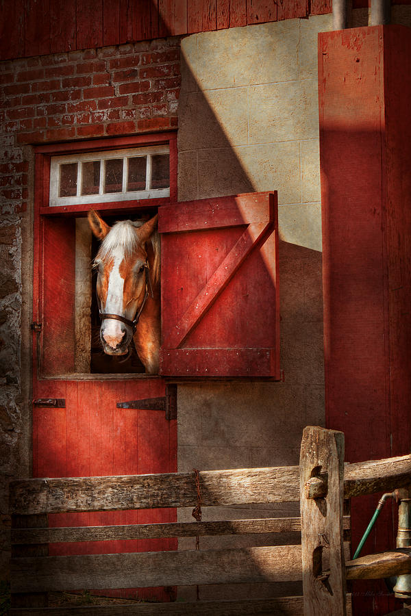 Animal - Horse - Calvins house  Photograph by Mike Savad