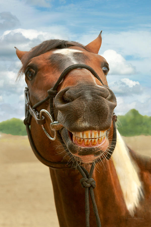 Animal - Horse - I finally got my braces off Photograph by Mike Savad -  Fine Art America