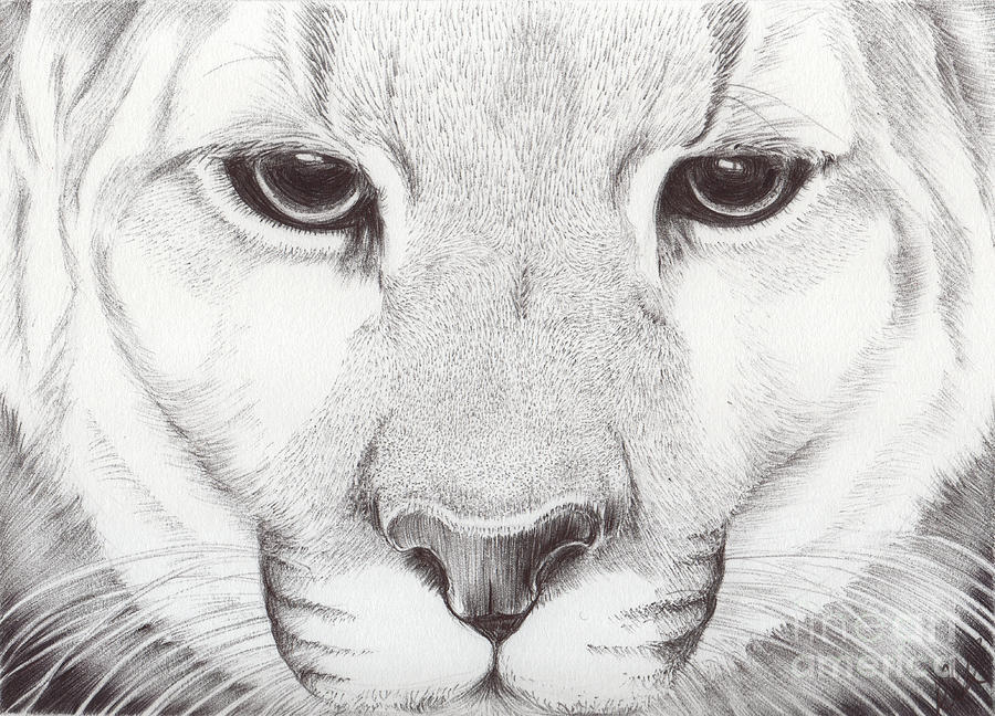 Black And White Drawing - Animal Kingdom Series - Mountain Lion by Bobbie S Richardson