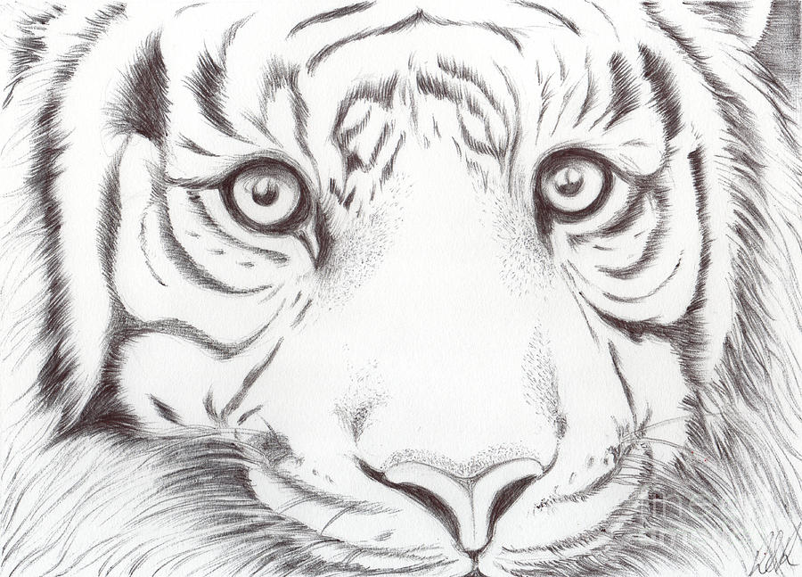 Animal Kingdom Series - Wild Cat Drawing by Bobbie S Richardson