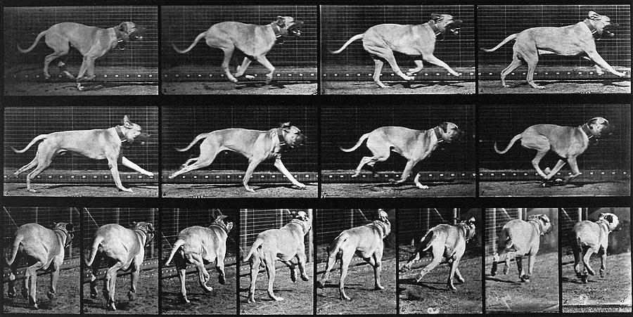 Animal Locomotion, Dog Running, 1887 Photograph by Wellcome Images