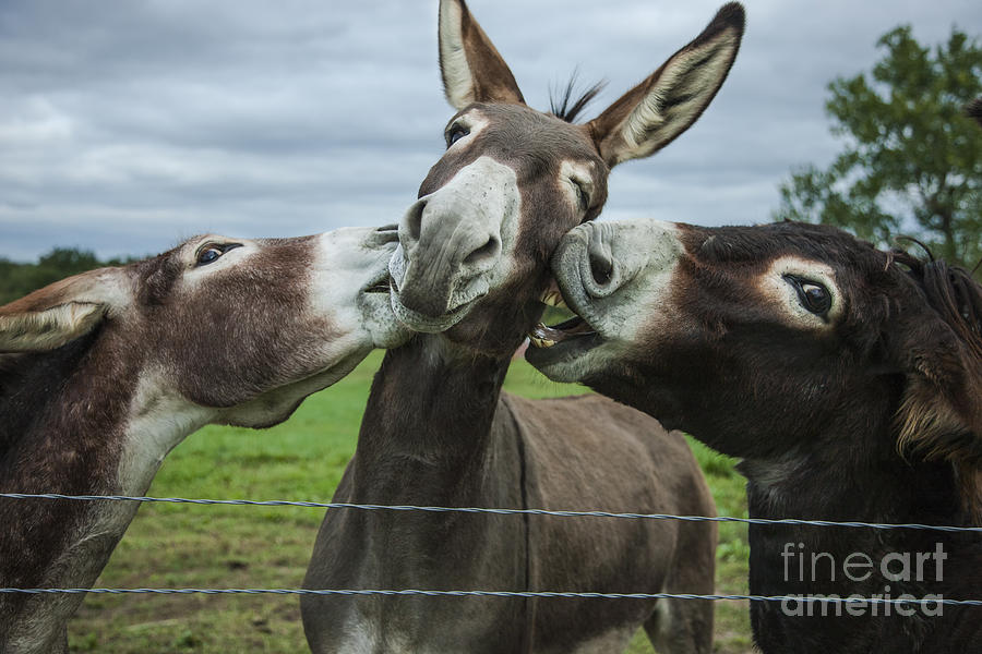 Animal Personalities Bickering Donkeys Photograph by Jani Bryson
