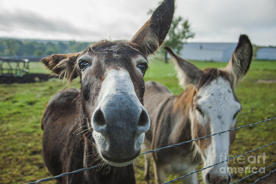 Animal Personalities Donkey is a Good Listener Photograph by Jani Bryson