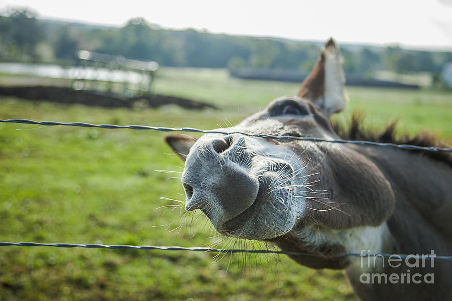 Animal Personalities Friendly Donkey Says Hello Photograph by Jani Bryson