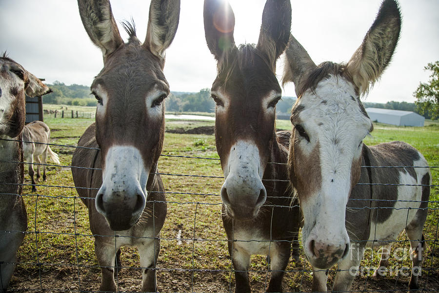Animal Personalities Funny Donkeys Ham It Up for Camera Photograph by Jani Bryson