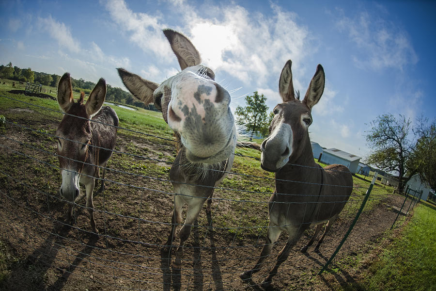 Animal Personalities Overly Curious Happy Donkey Photograph by Jani Bryson