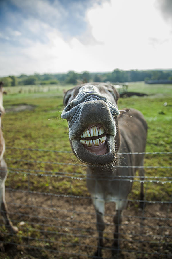 Animal Personalities Silly Talking Donkey with Whiskers Photograph by Jani Bryson