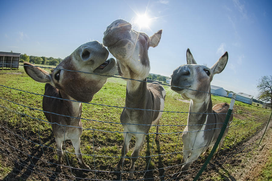 Animal Personalities Snooty Conceited Donkeys Tell Gossip Photograph by Jani Bryson