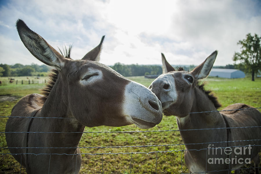 Animal Personalities Sweet Donkey Kisses Photograph by Jani Bryson