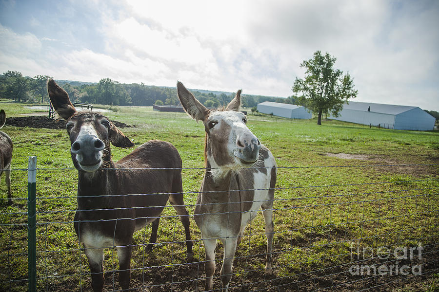 Landscape Photograph - Animal Personalities Two Donkeys Listen Up by Jani Bryson