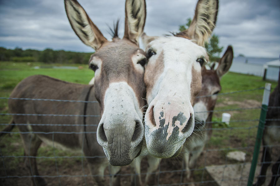 Animal Personalities Two Funny Donkeys Ham It Up for Camera Photograph by Jani Bryson