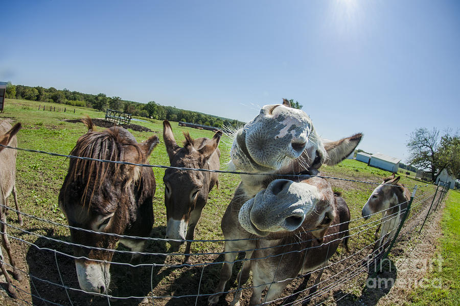 Landscape Photograph - Animal Personalities Two Funny Donkeys Pose for Camera by Jani Bryson