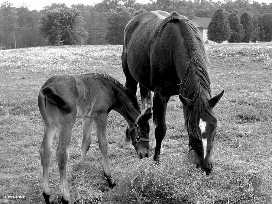 Black And White Photograph - Lunch - Mare and Foal B/W by Lesa Fine