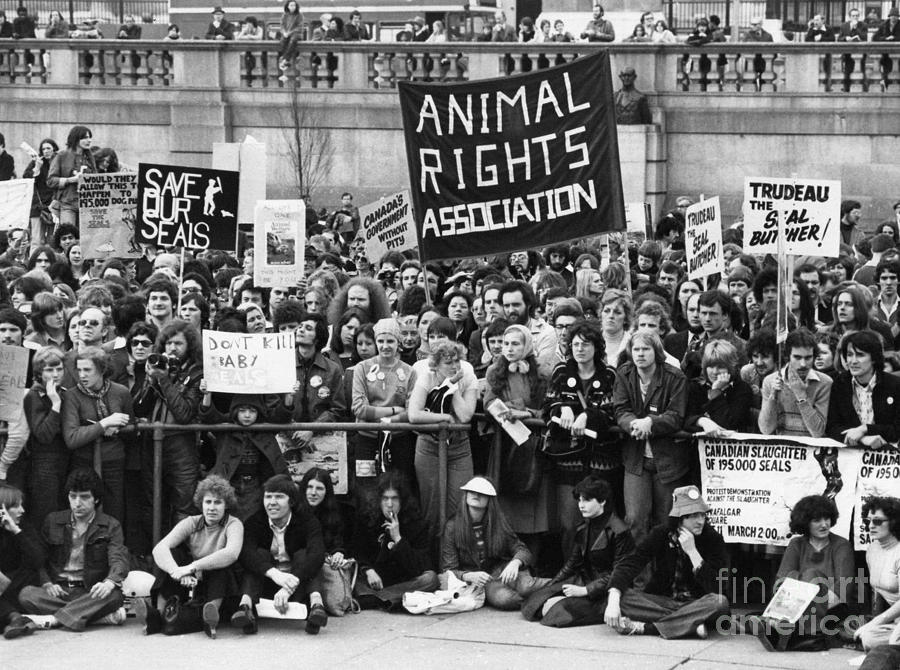 Animal Rights demonstration London Photograph by David Fowler