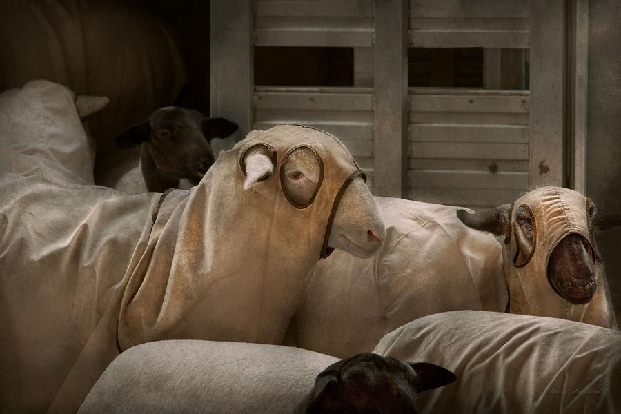 Sheep Photograph - Animal - Sheep - The Order by Mike Savad