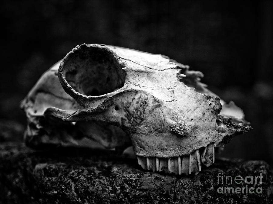 Animal Skull Photograph - Animal Skull by Brothers Beerens